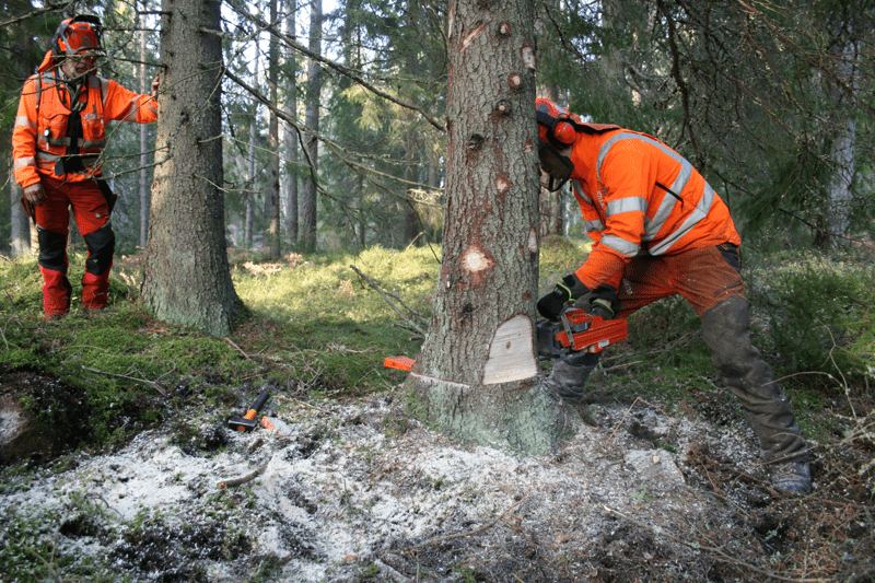 Verksamhetsutvecklare/Projektledare - Säker Skog image