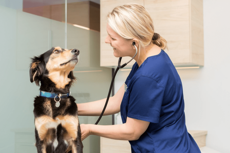 Veterinär sökes till Veterinärkliniken i Kalmar image