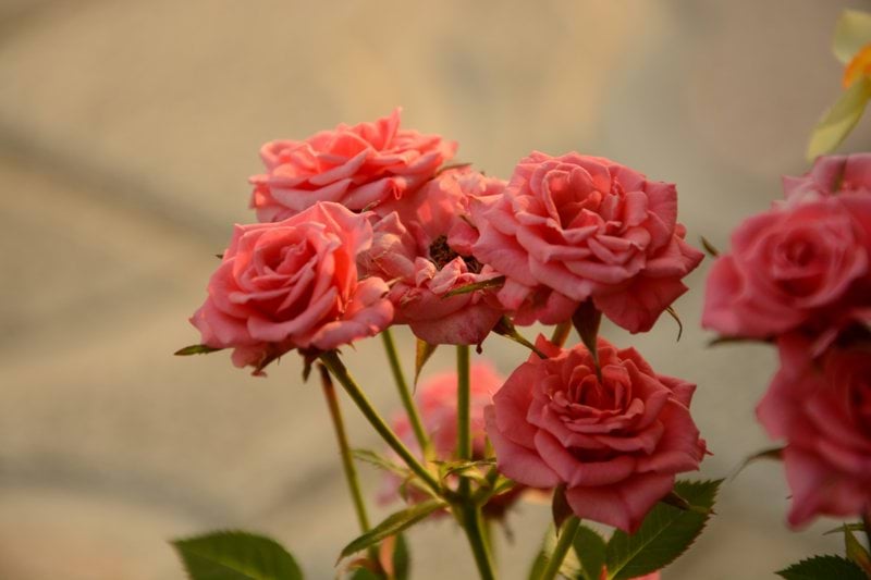 Butikssäljare till bemanningspool - Blomsterlandet - Stockholm image