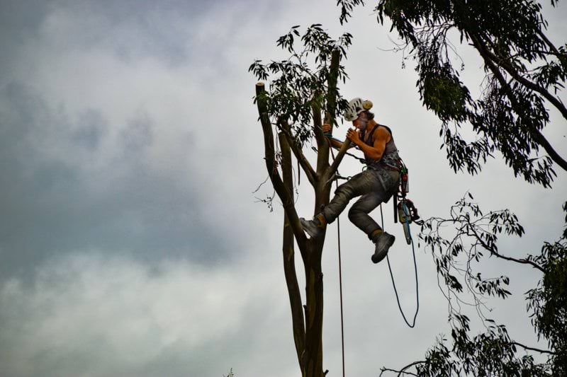 Arborist image