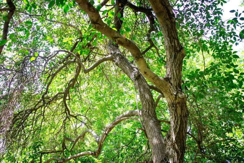 Grimpeur Elagueur -  H/F image