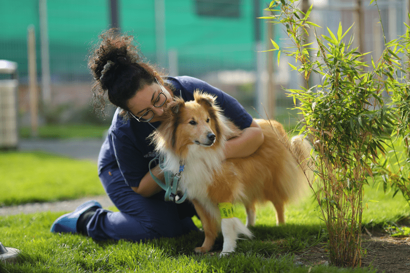 Sommarjobb 2026 - Djursjukskötare / Djurvårdare nivå 3 image