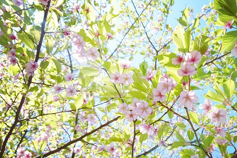 Senior affärsutvecklare till Vasakronan image