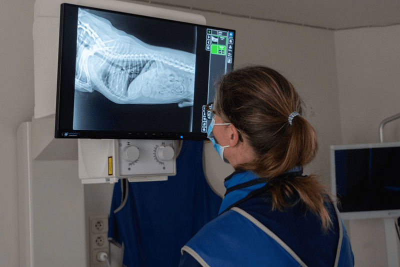 Dierenarts – AniCura Vetocambre image