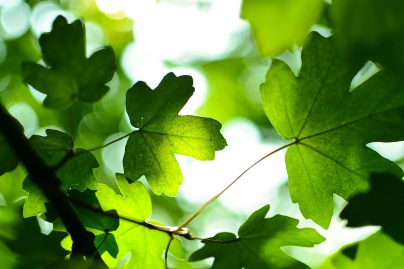 WWF Sverige söker en vikarierande webbansvarig image