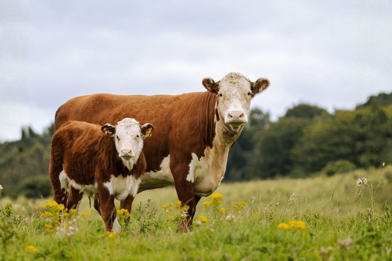 Mellan Maito Oy: Karjanhoitaja image