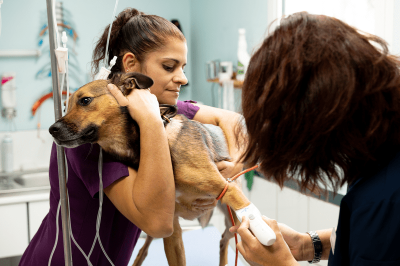 Vétérinaire Généraliste F/H image