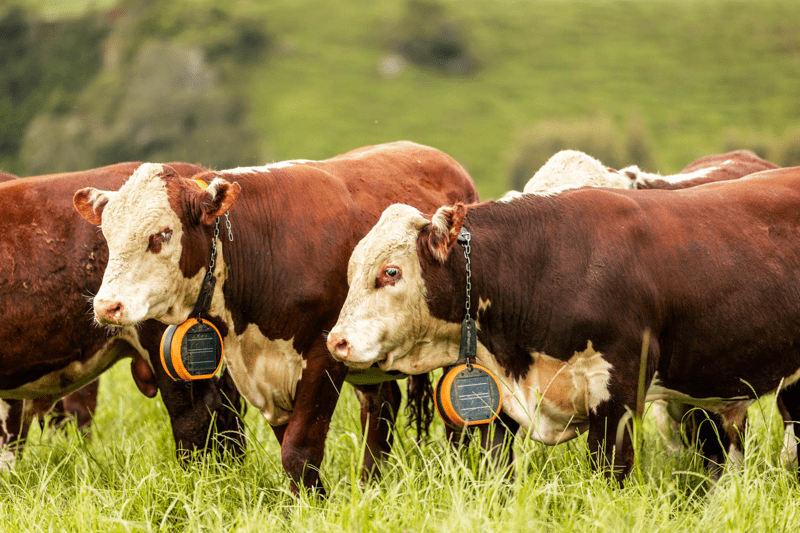 Animal Production Specialist - Virtual Fencing image