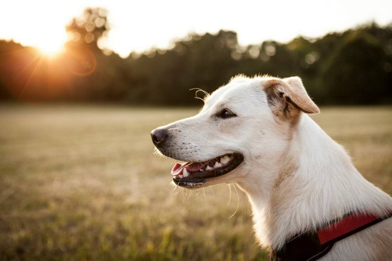 Veterinær med godt humør og faglig nysgjerrighet søkes til vakre Ålesund image