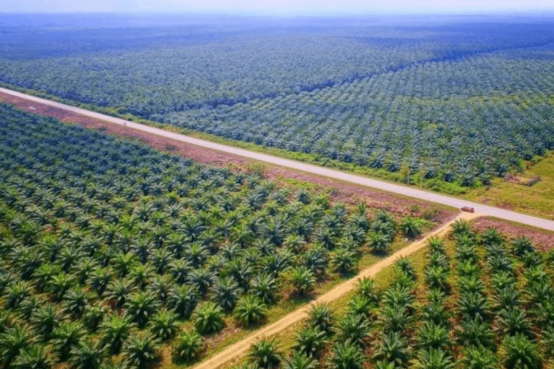 Gerente de Cultivo image