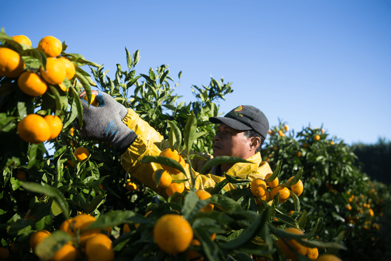 Mandarin Harvester image