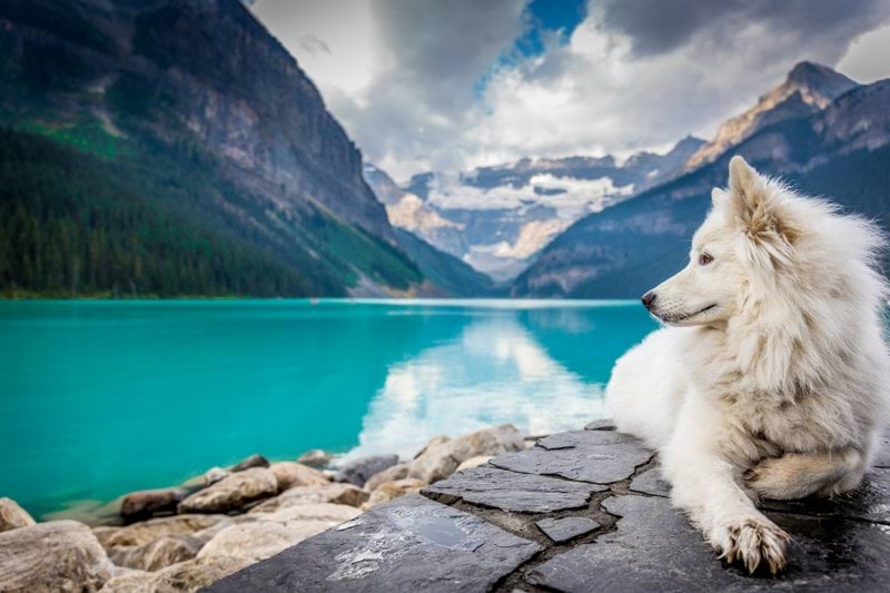 Sales Specialist - Pet Health image