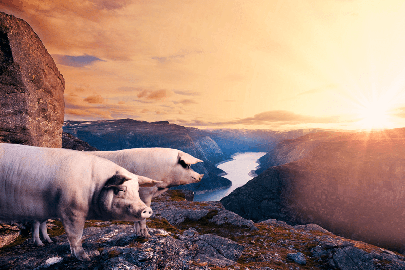 Norsvin - Direktør svinehelse image