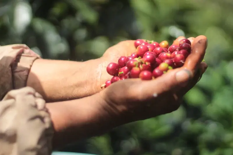 Junior Coffee Trader image