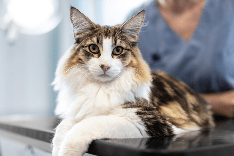 Legitimerad veterinär med erfarenhet och intresse för kirurgi image