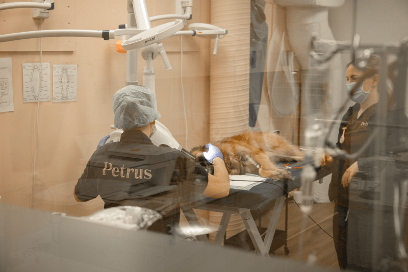 Dyrepleier søkes til Petrus Tromsø image