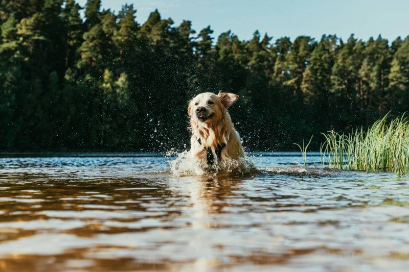 Veterinär till Växjö Nya Djurklinik image