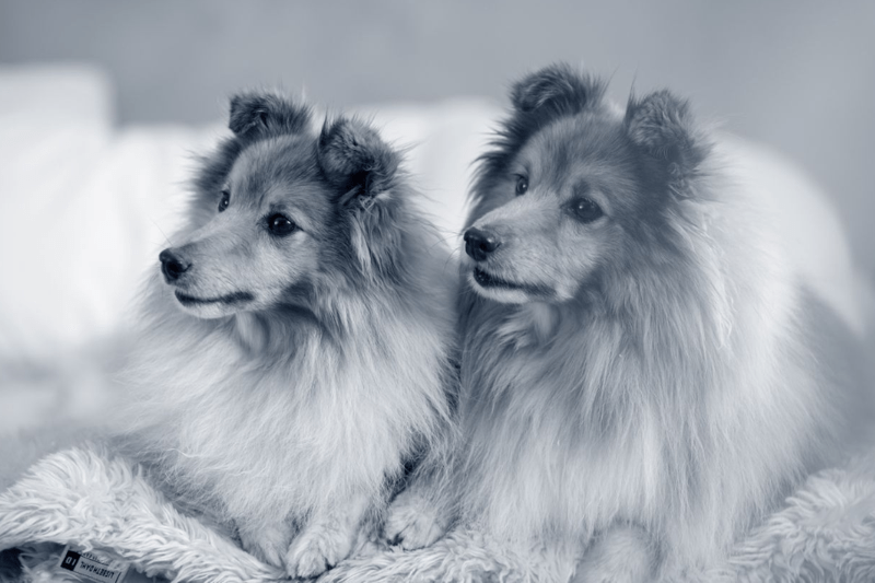 Veterinær søkes til AniCura Dyreklinikken Sotra image