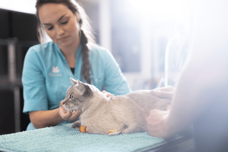 Vacature Paraveterinair AniCura Oss image