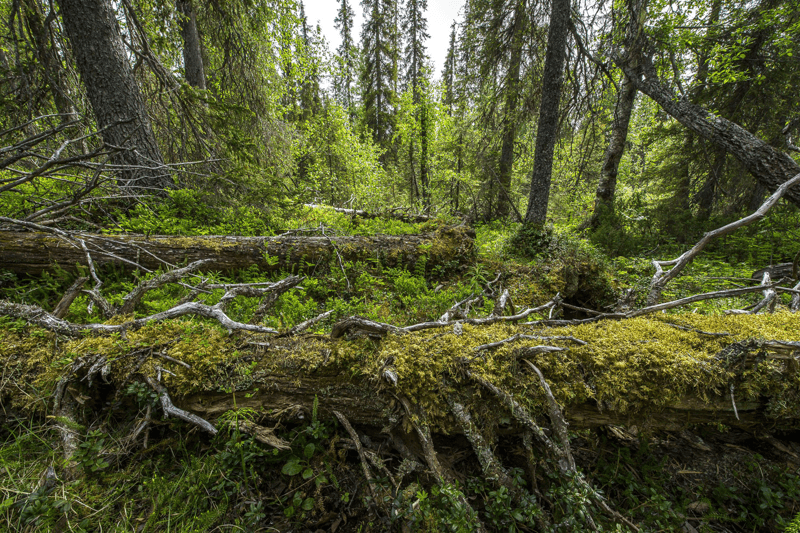 Communications intern with WWF's Forests Forward programme image