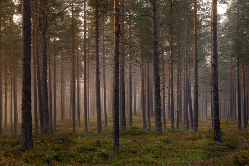 Kommunikationsansvarig till Setra Group AB i Solna image