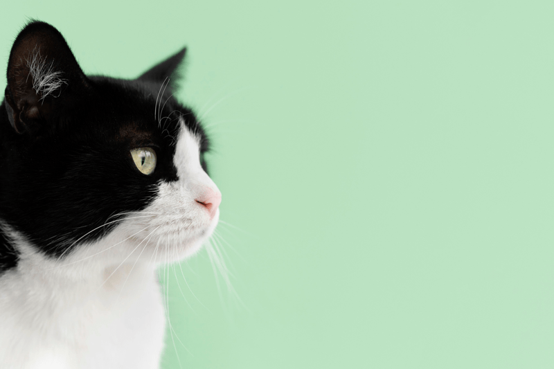 VETOVALIA - CLERMONT FERRAND - AUXILAIRE SPECIALISE VETERINAIRE EN CDD (F/H) image