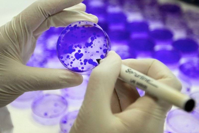 Research Officer for the Histopathology Core Facility (ref. CF/22/07) image