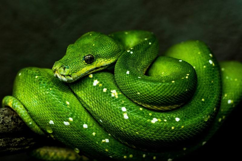 Python Scientific Software Engineer (Computational Modeling & Data Analysis) image