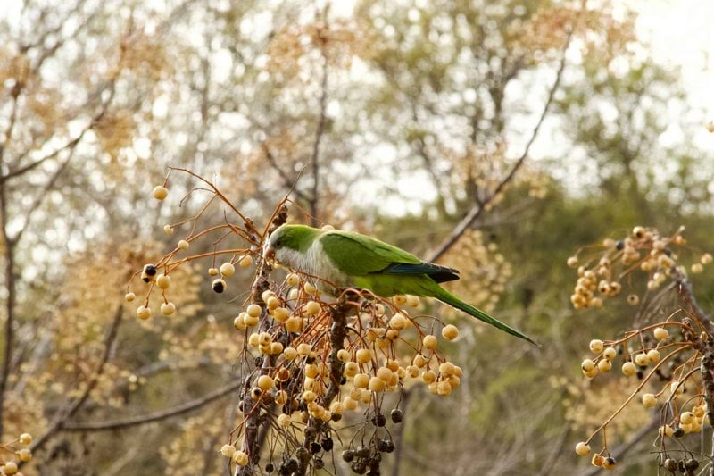Cuidador/a familiar per a SAD Sant Cugat - Vacant image