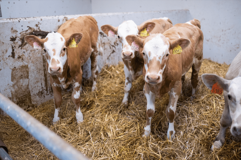 Produsentrådgiver – Gausdal image