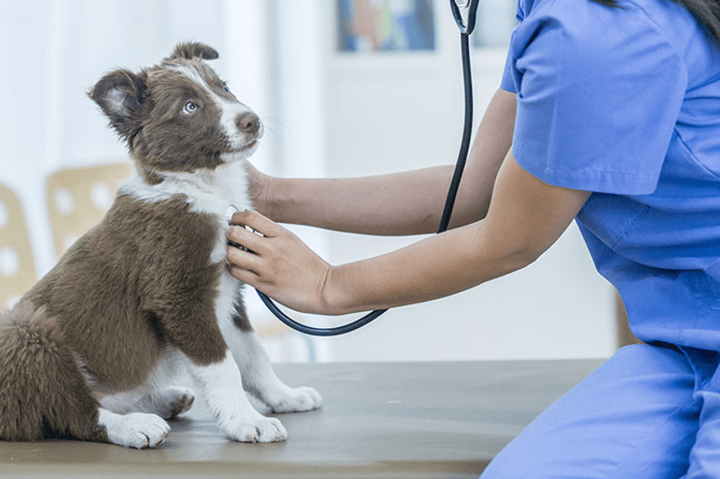 CLINIQUE LA CROIX DES PYRENEES - VETERINAIRE (H/F) - CDI image