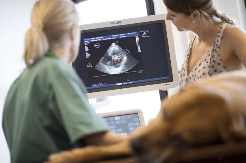 Vétérinaire médecine interne et imagerie H/F - Strasbourg image