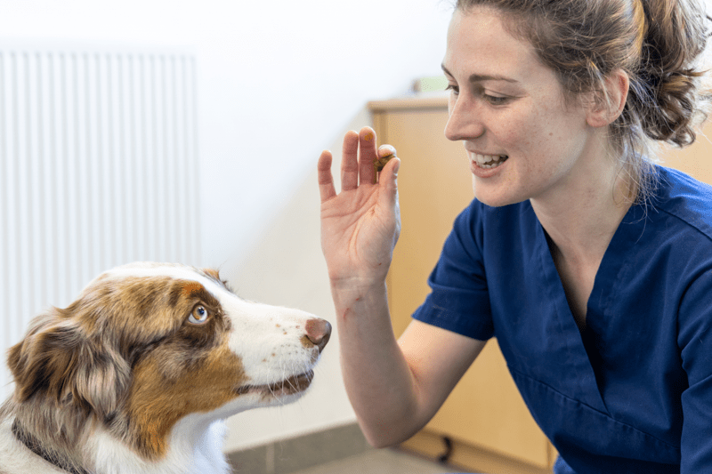 Auxiliaire Spécialisé Vétérinaire F/H image