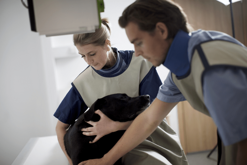 Veterinario Servicio de Urgencias: AniCura Estoril image