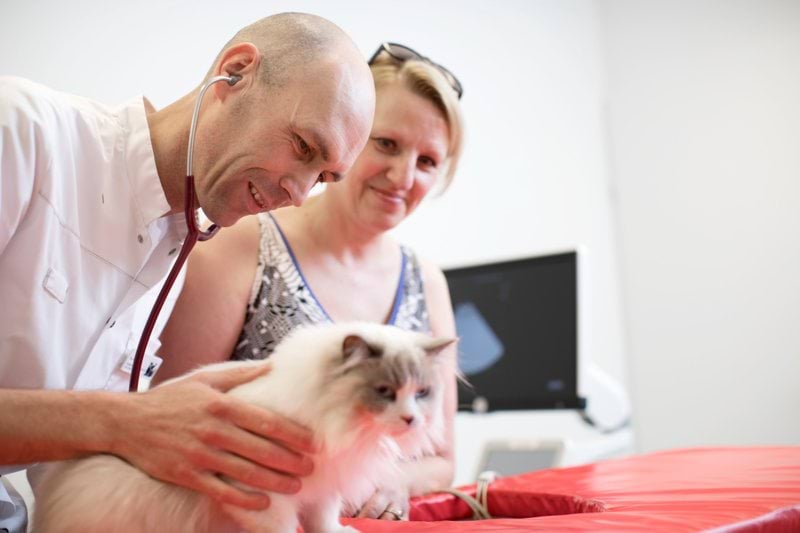 Veterinario generalista: AniCura Estoril image