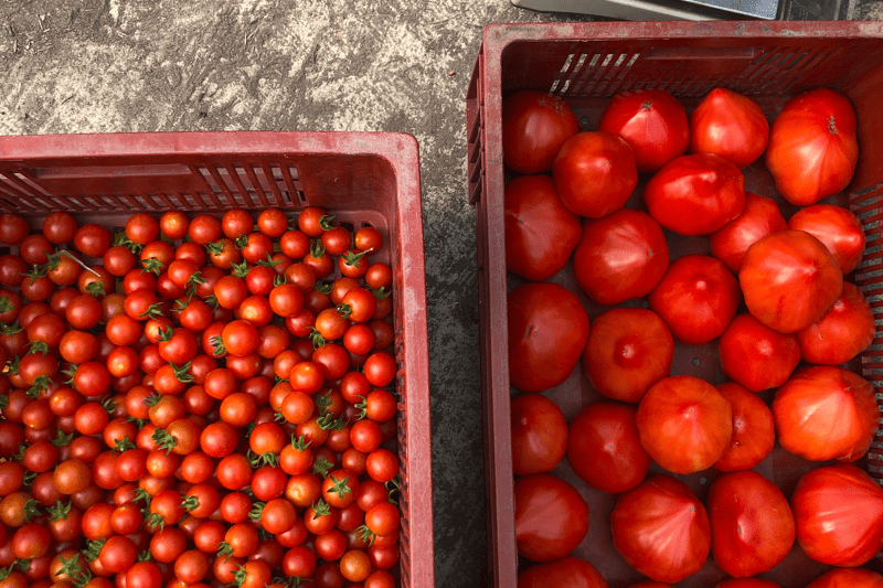 Maraîcher (H/F) image