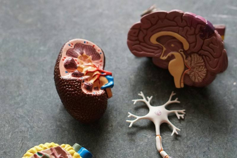 Médico/a Neurofisiólogo/a | Valencia image