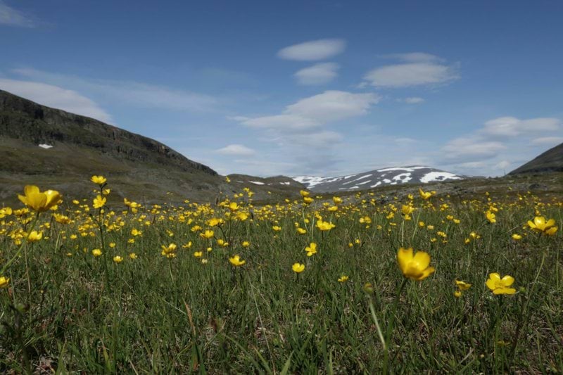 Veterinär som vill utvecklas inom kirurgi och ortopedi - Djurläkarna Gällivare image
