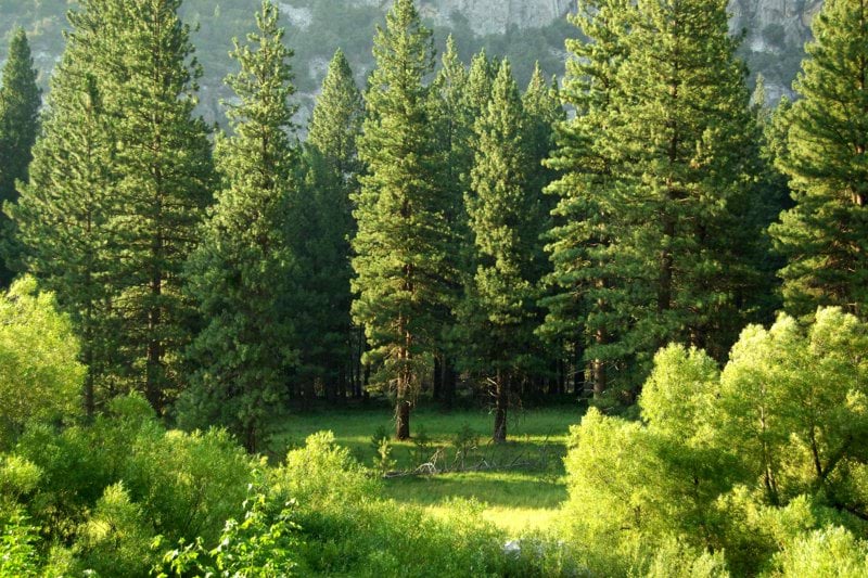 Virkesinköpare image