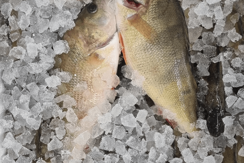 Keräilijä Kalaosastolle - kesätyö image