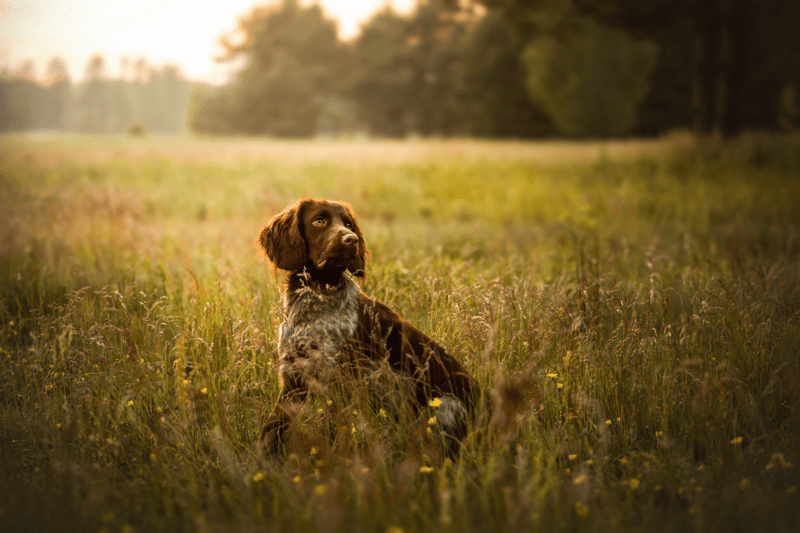 Generalsekreterare till Svenska Kennelklubben image