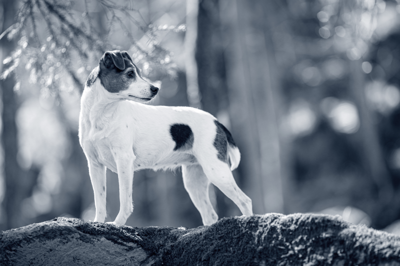 Veterinär till AniCura Djursjukhuset Hässleholm image