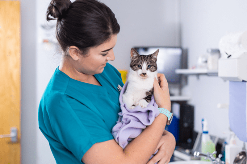 ALFANELS - VETERINAIRE - CDI H/F image