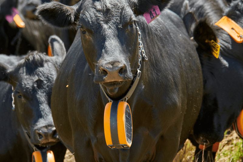 Business Development Manager - eShepherd image