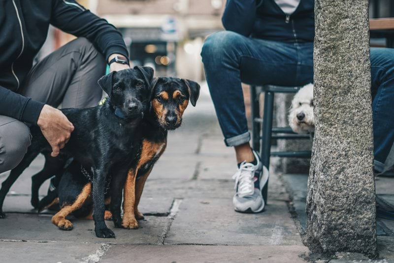 Product Specialist - Pet Health - Remote image