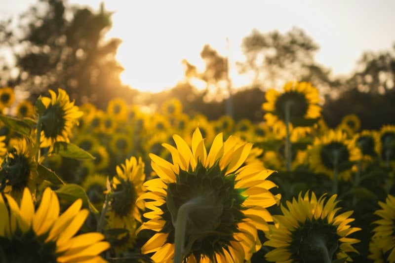 Rapid Responder - CHO7 South and surrounding areas image