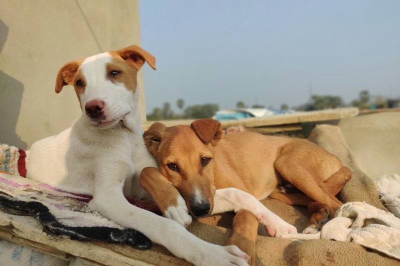 Product Sales Specialist - Pet Health - Remote image