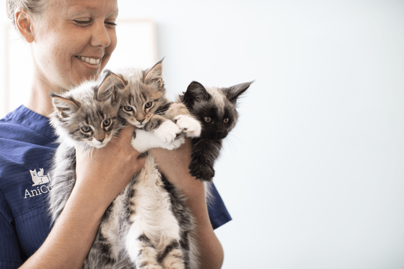 Semestervikarier till Anicura Regiondjursjukhuset Bagarmossen image