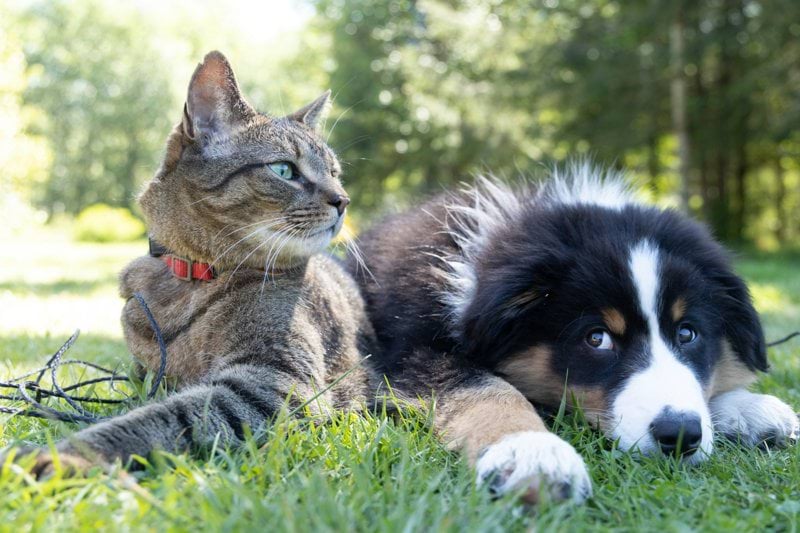 Pet Trainer & Handler image