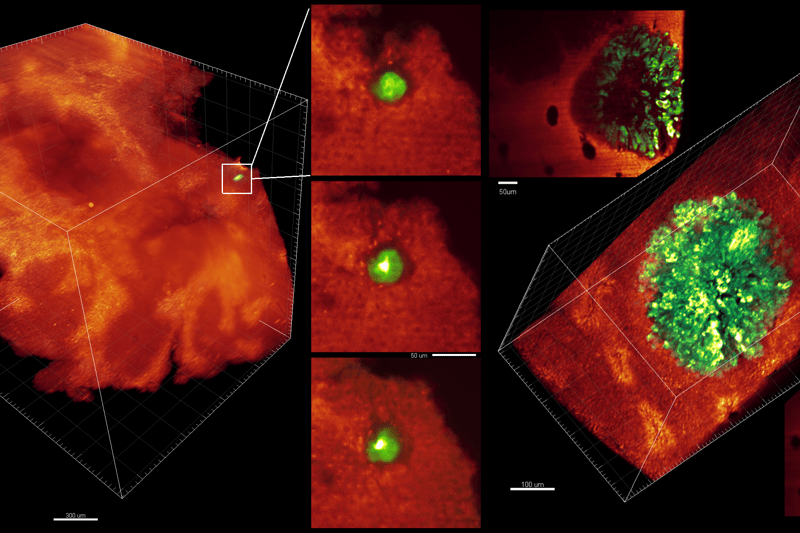 Postdoctoral Fellow on Multi-omics analyses and Biological Data Sciences (ref. PD/25/22) image